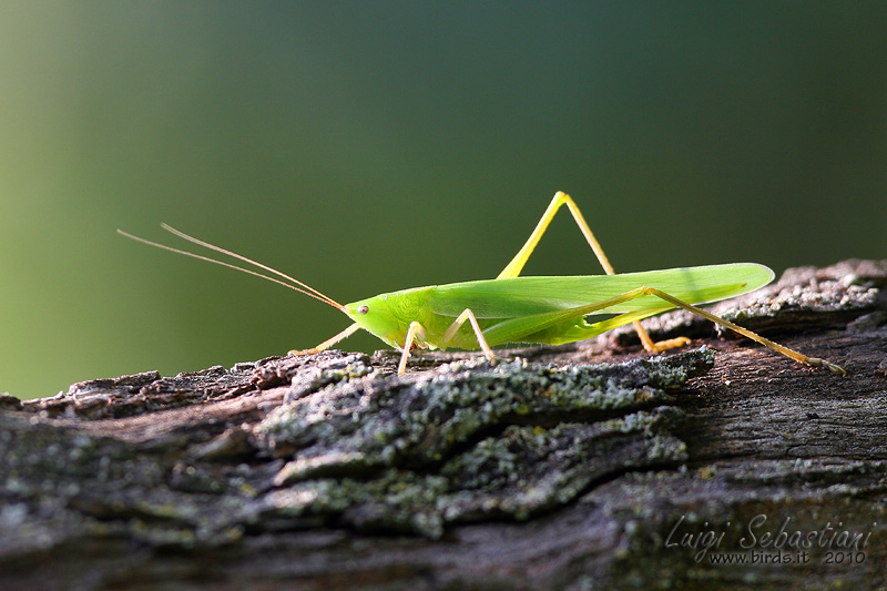 Conocephalus nitidulus
